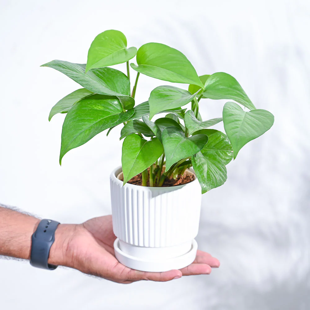 Product image 98