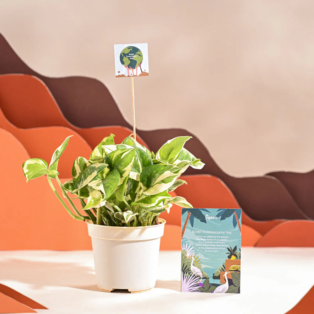 Product image 50