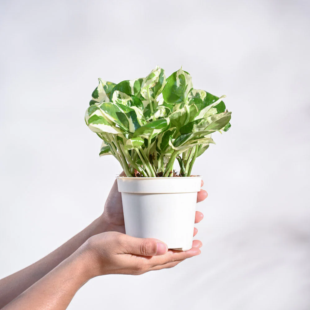 Product image 101