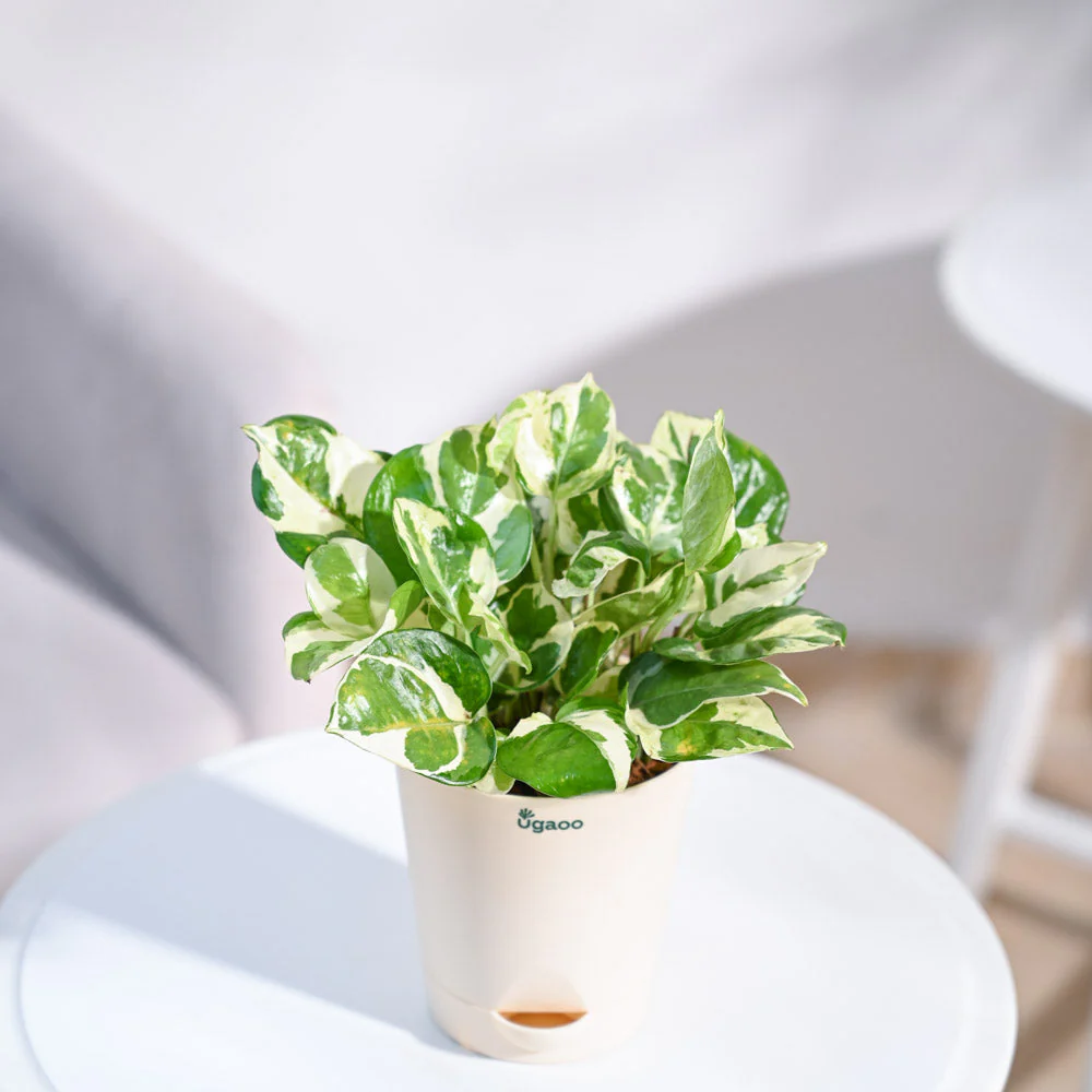 Product image 86