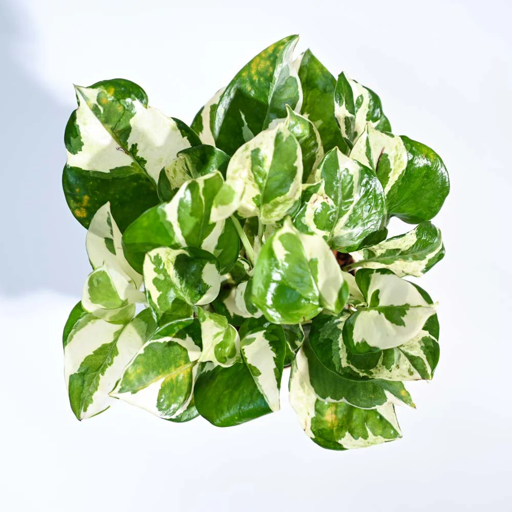 Product image 88