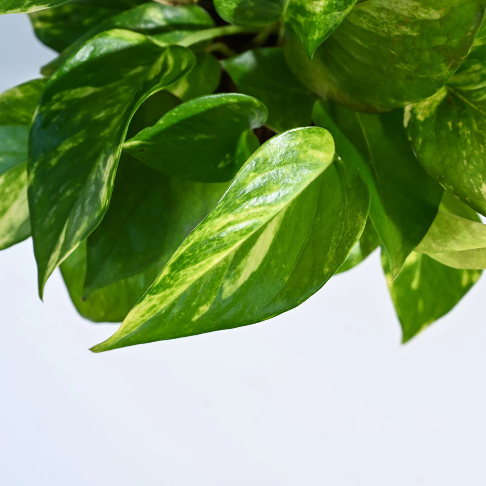 Product image 116