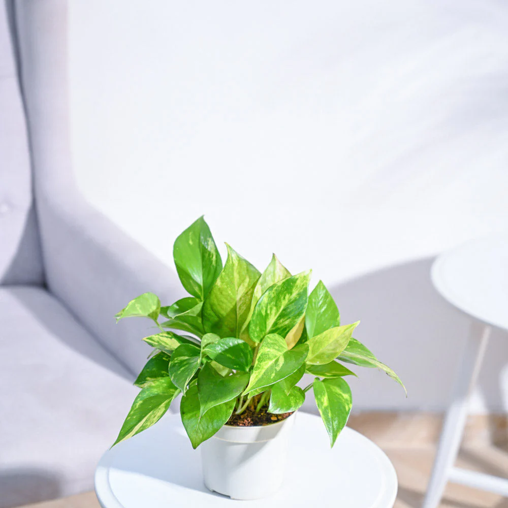 Product image 131