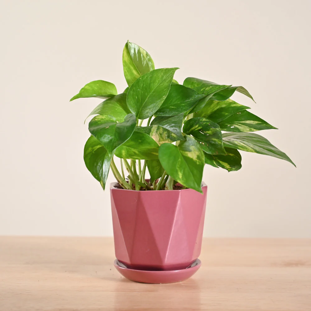 Product image 146