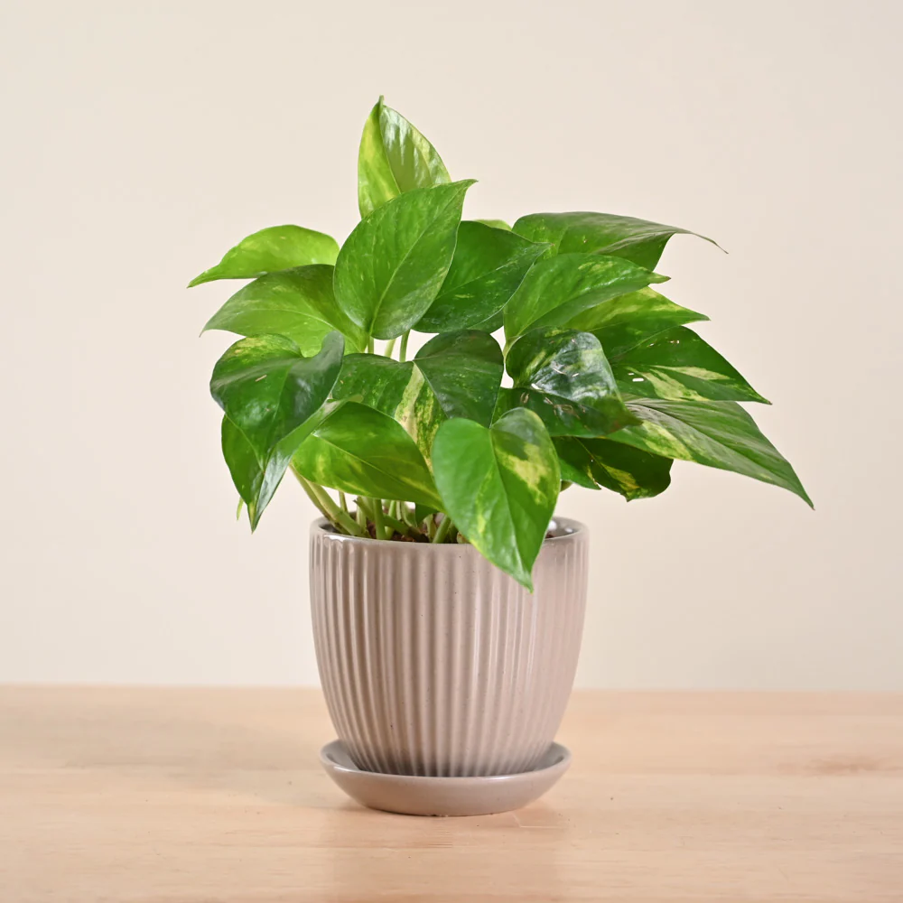 Product image 152