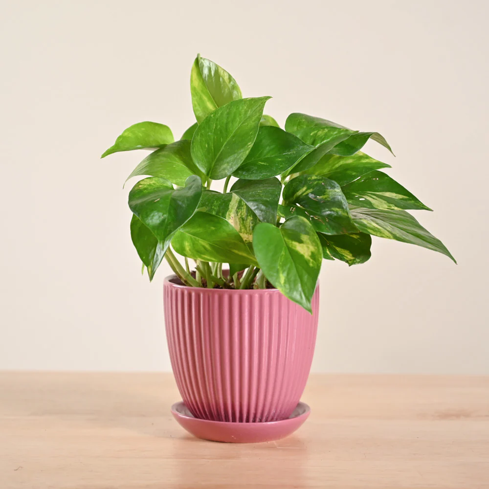 Product image 154