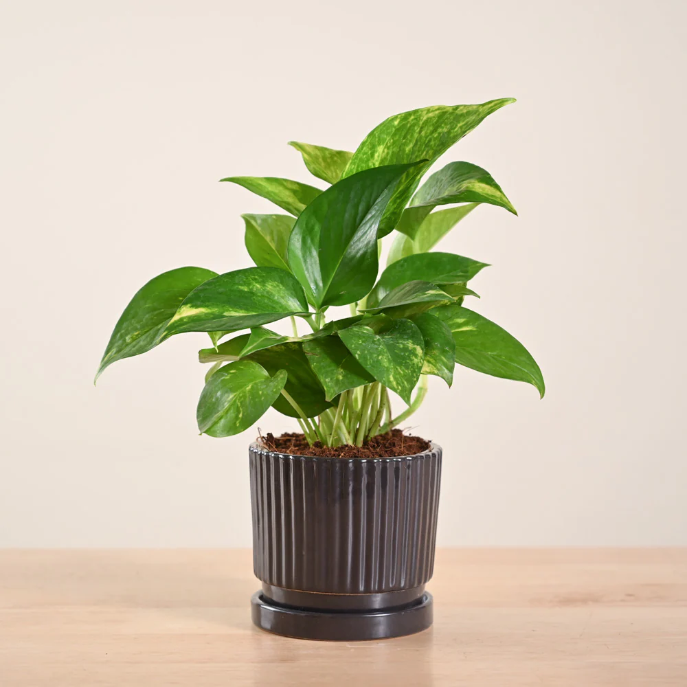 Product image 162
