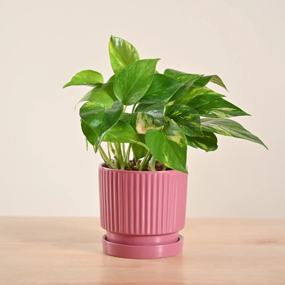 Product image 164