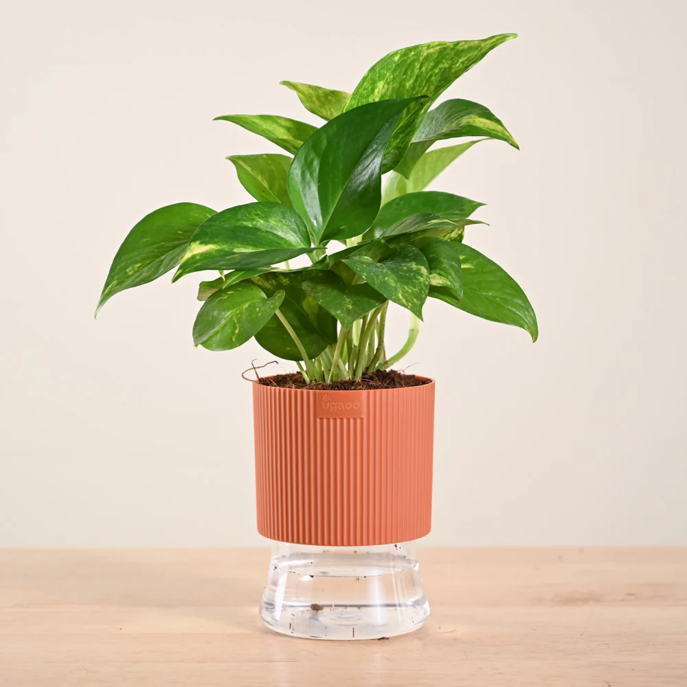 Product image 174