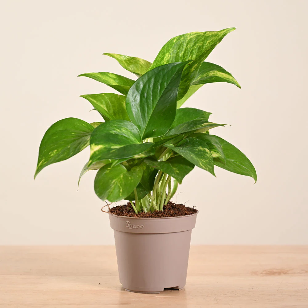 Product image 176