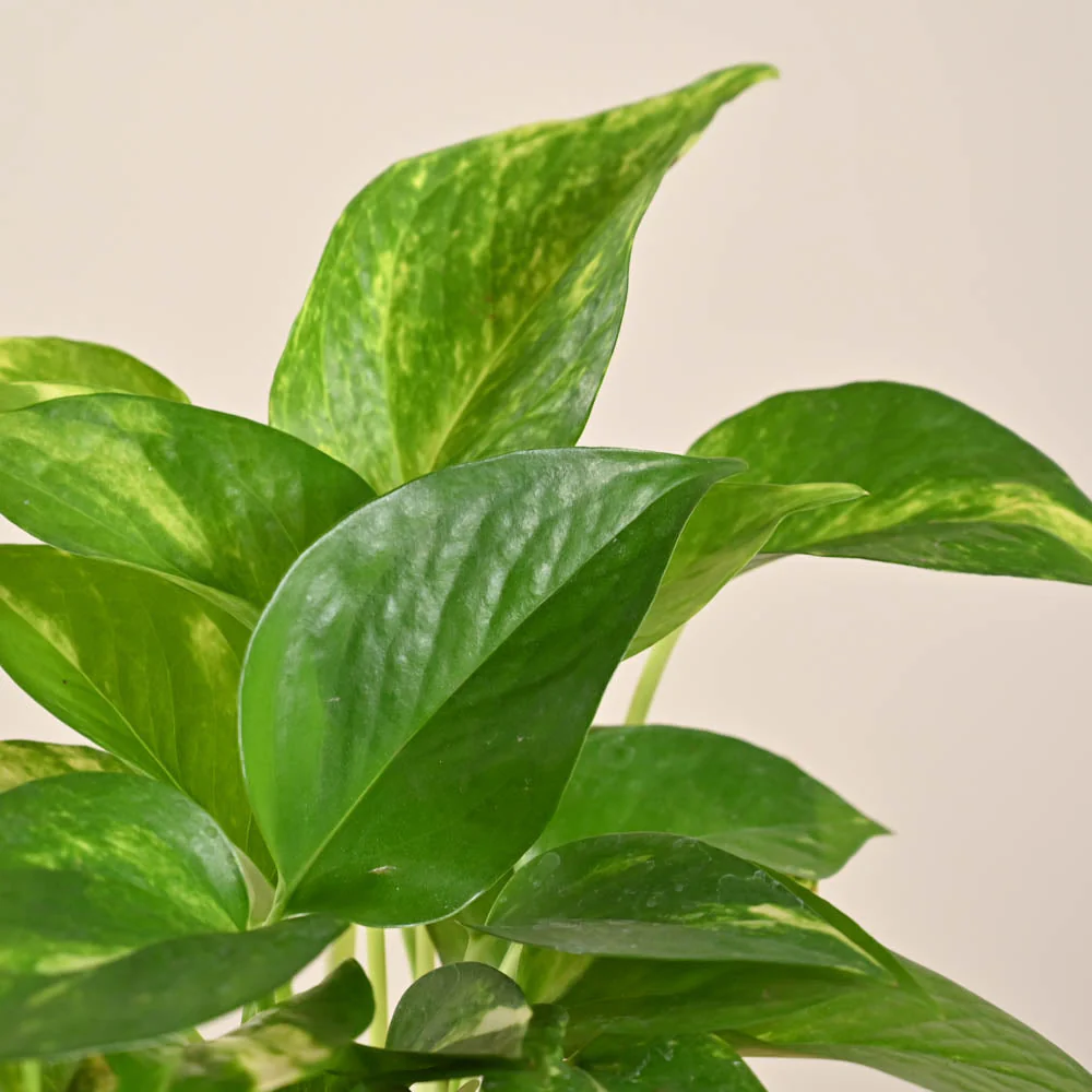 Product image 177