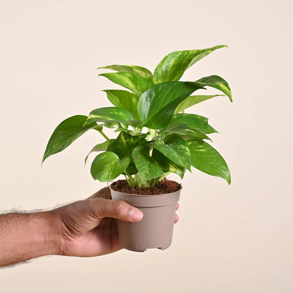 Product image 178