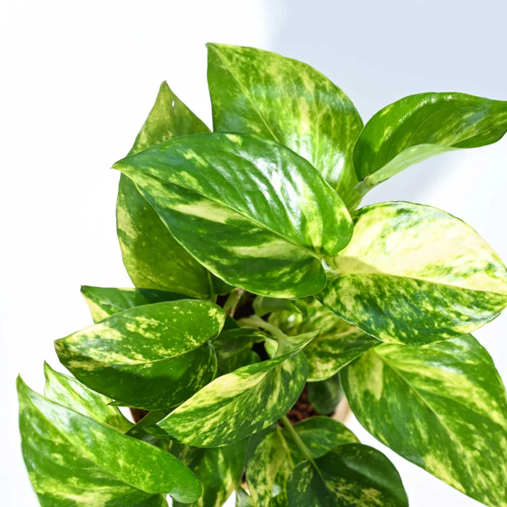 Product image 85