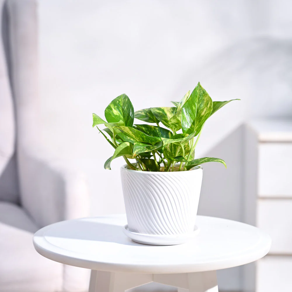 Product image 86
