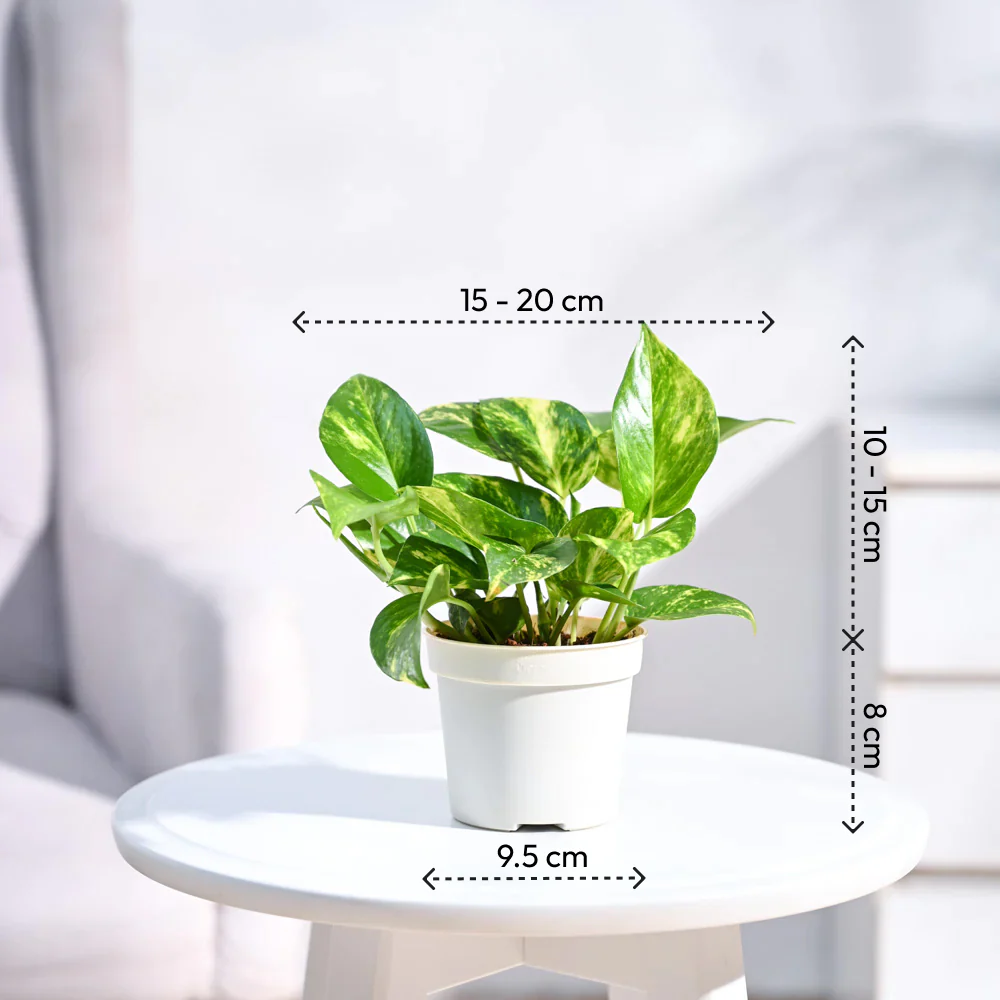 Product image 89