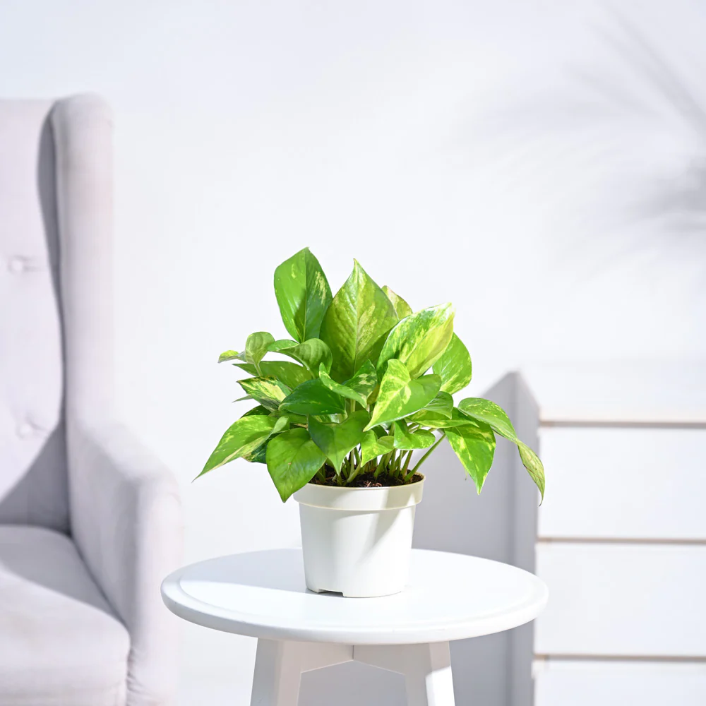Product image 90