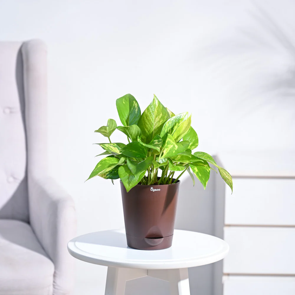 Product image 95