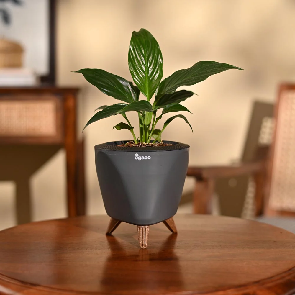 Product image 81