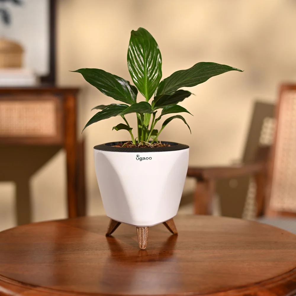 Product image 82