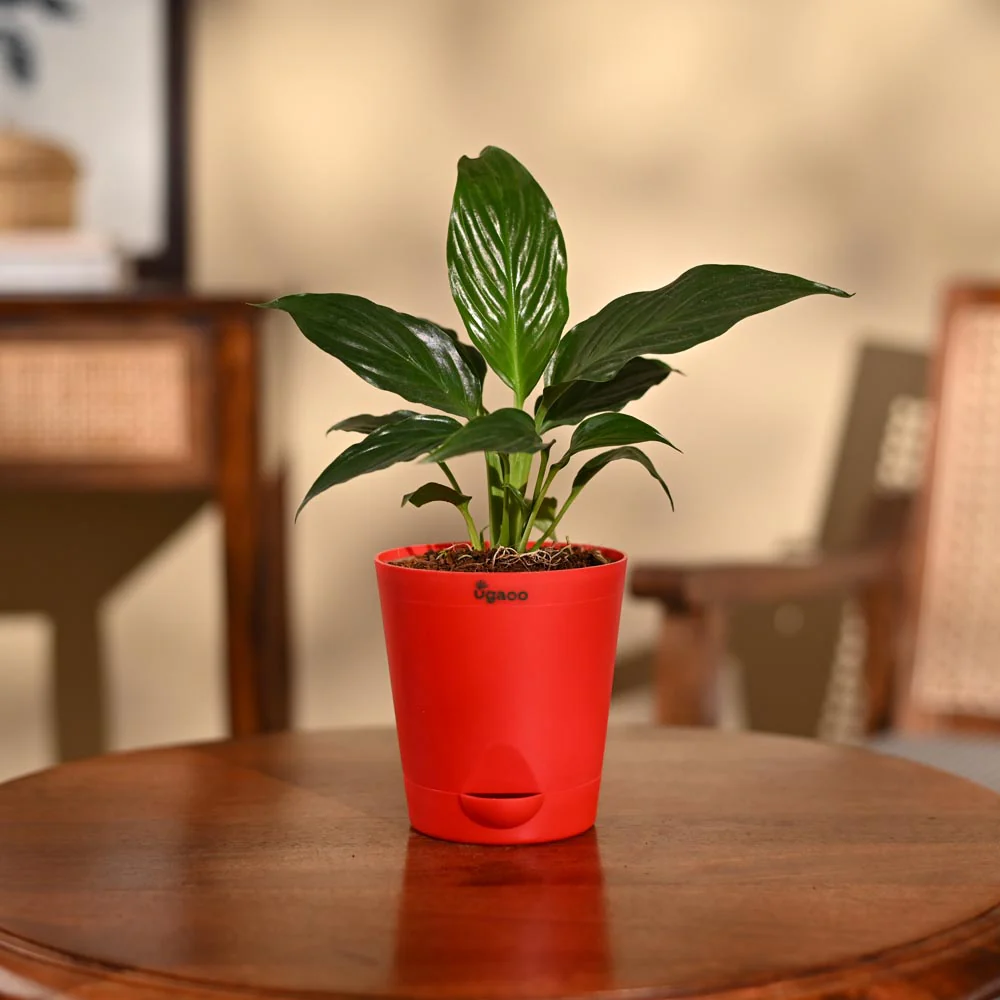 Product image 86