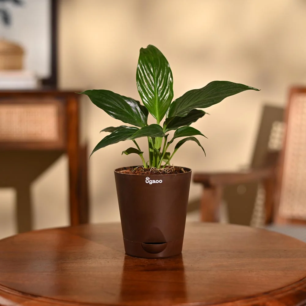 Product image 87