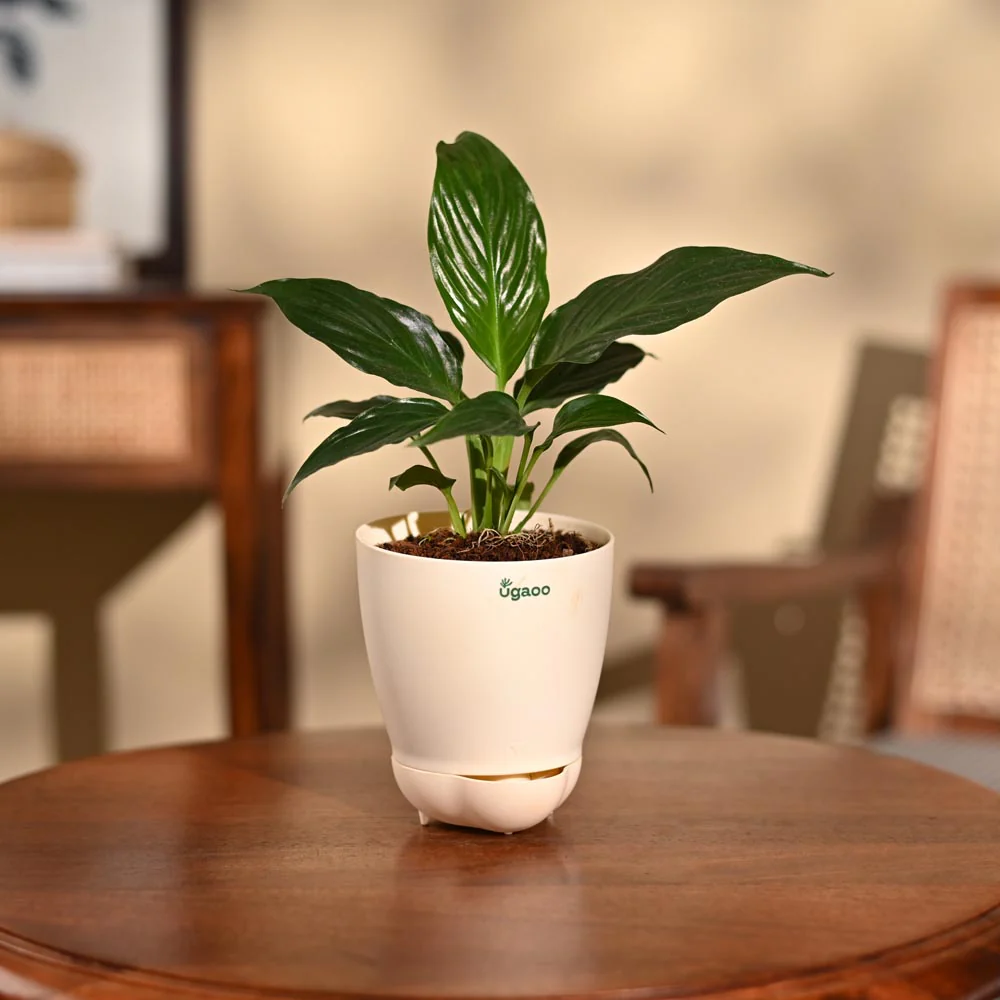 Product image 88