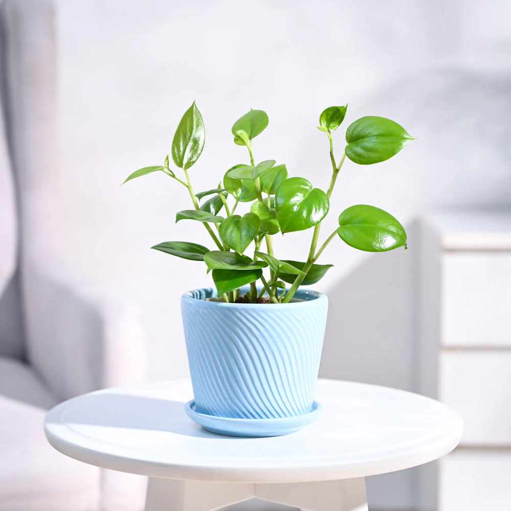 Product image 99