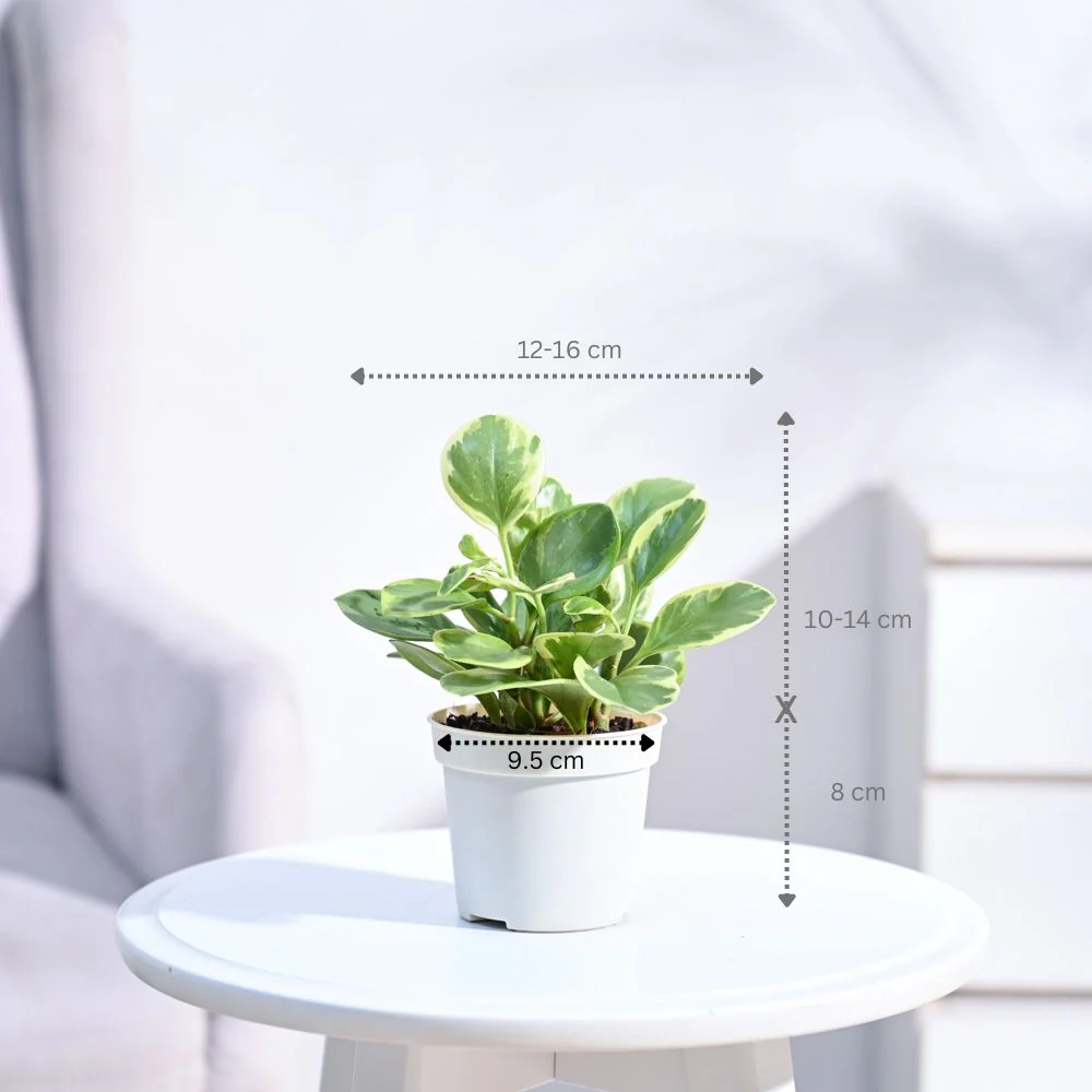 Product image 96