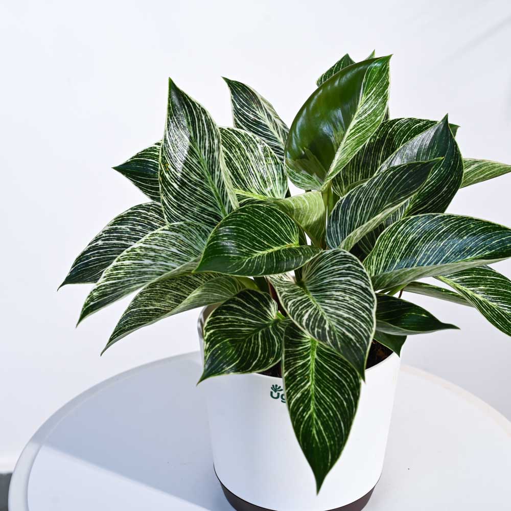Product image 111