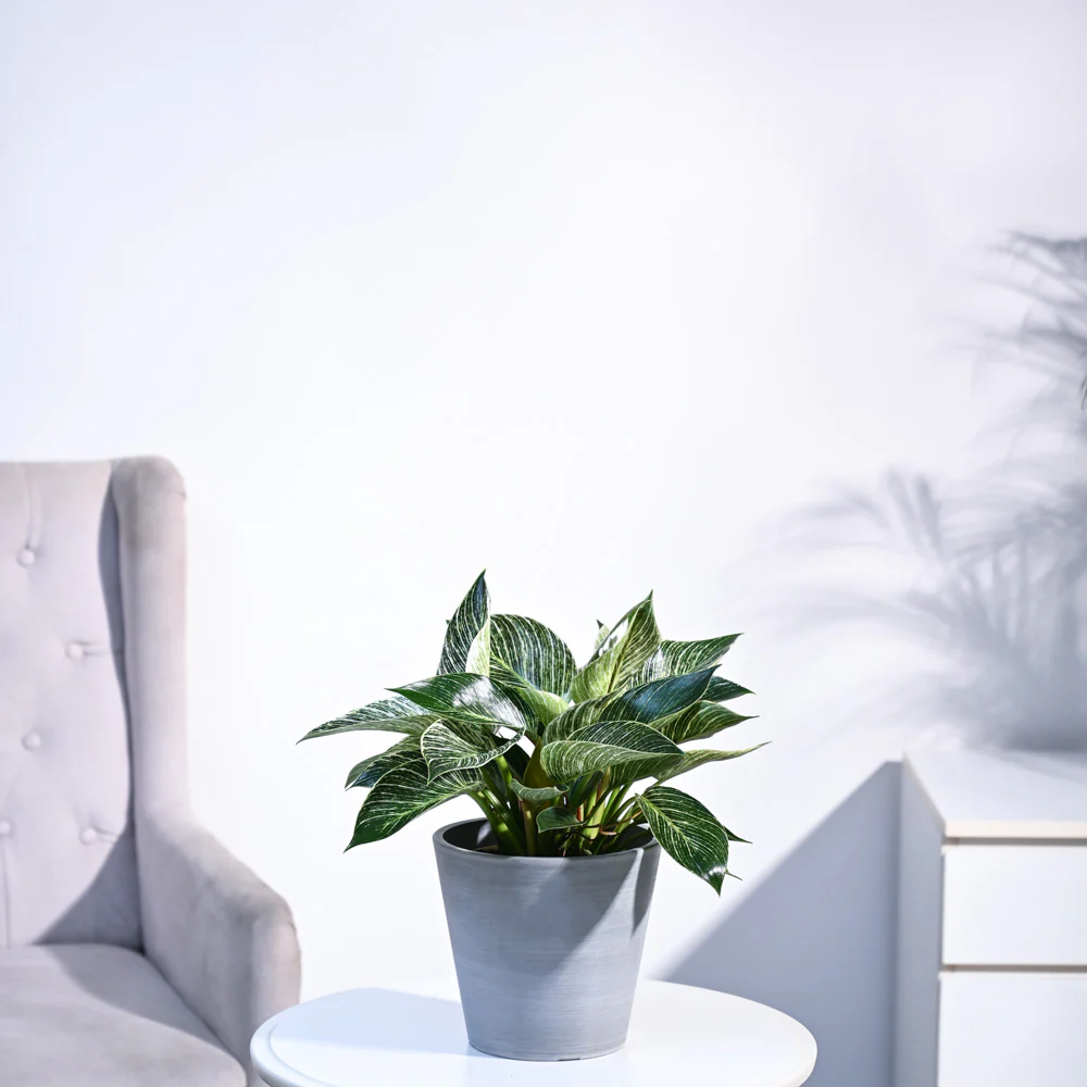 Product image 92