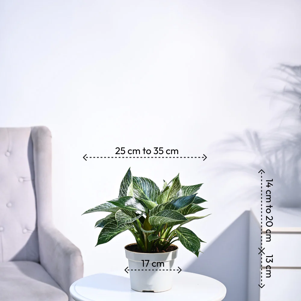 Product image 99