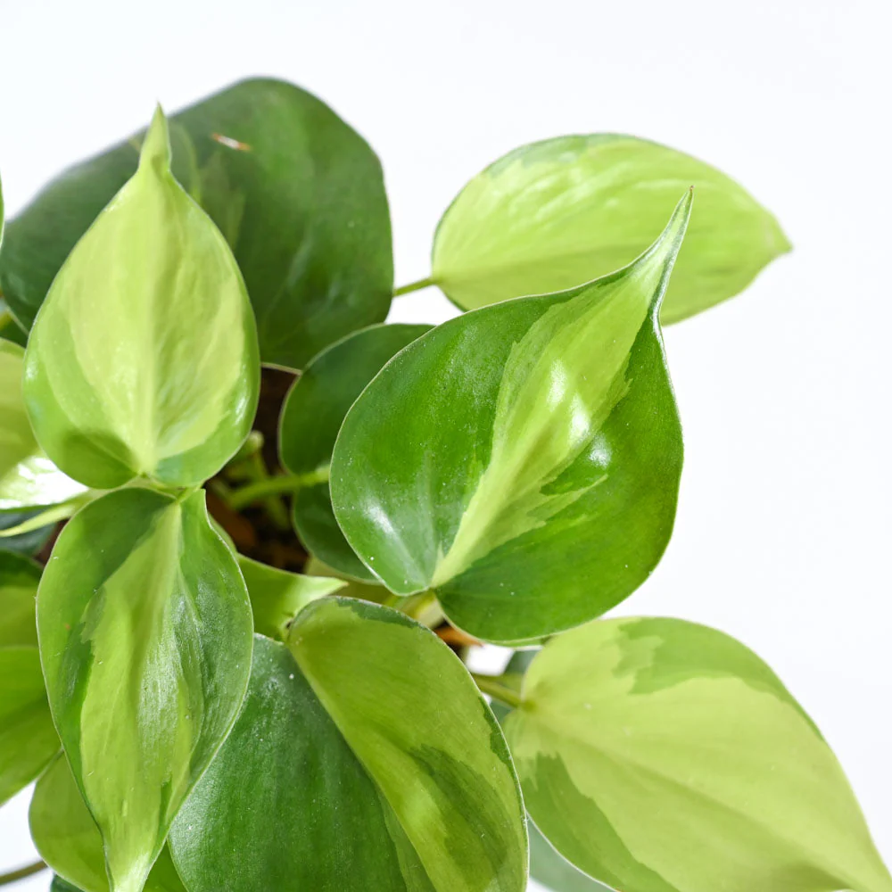 Product image 103