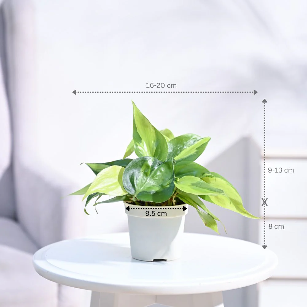 Product image 64
