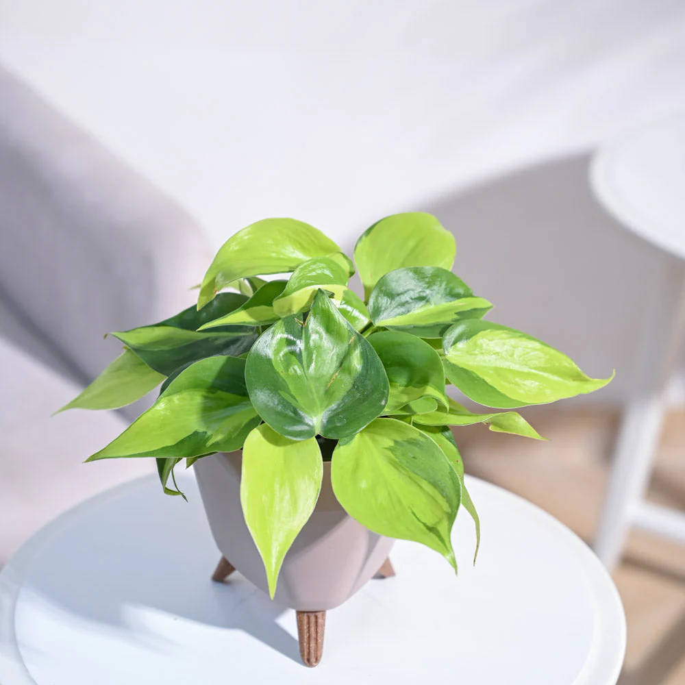 Product image 85