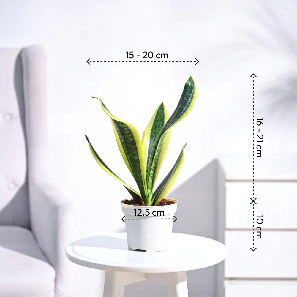 Product image 56