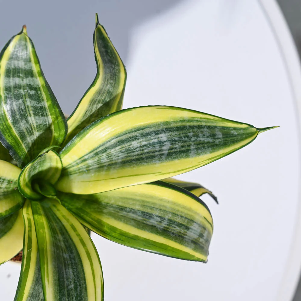 Product image 40