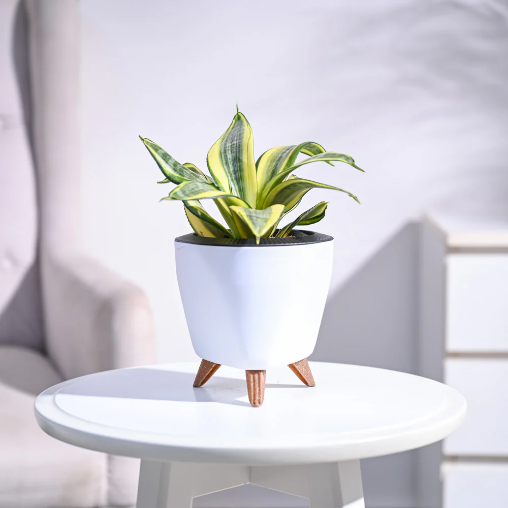 Product image 84
