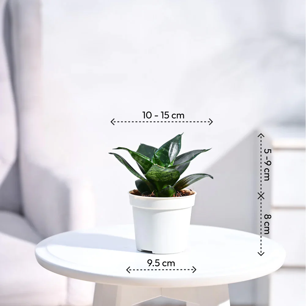 Product image 107
