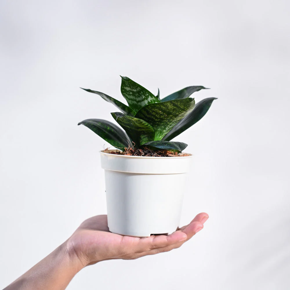 Product image 58
