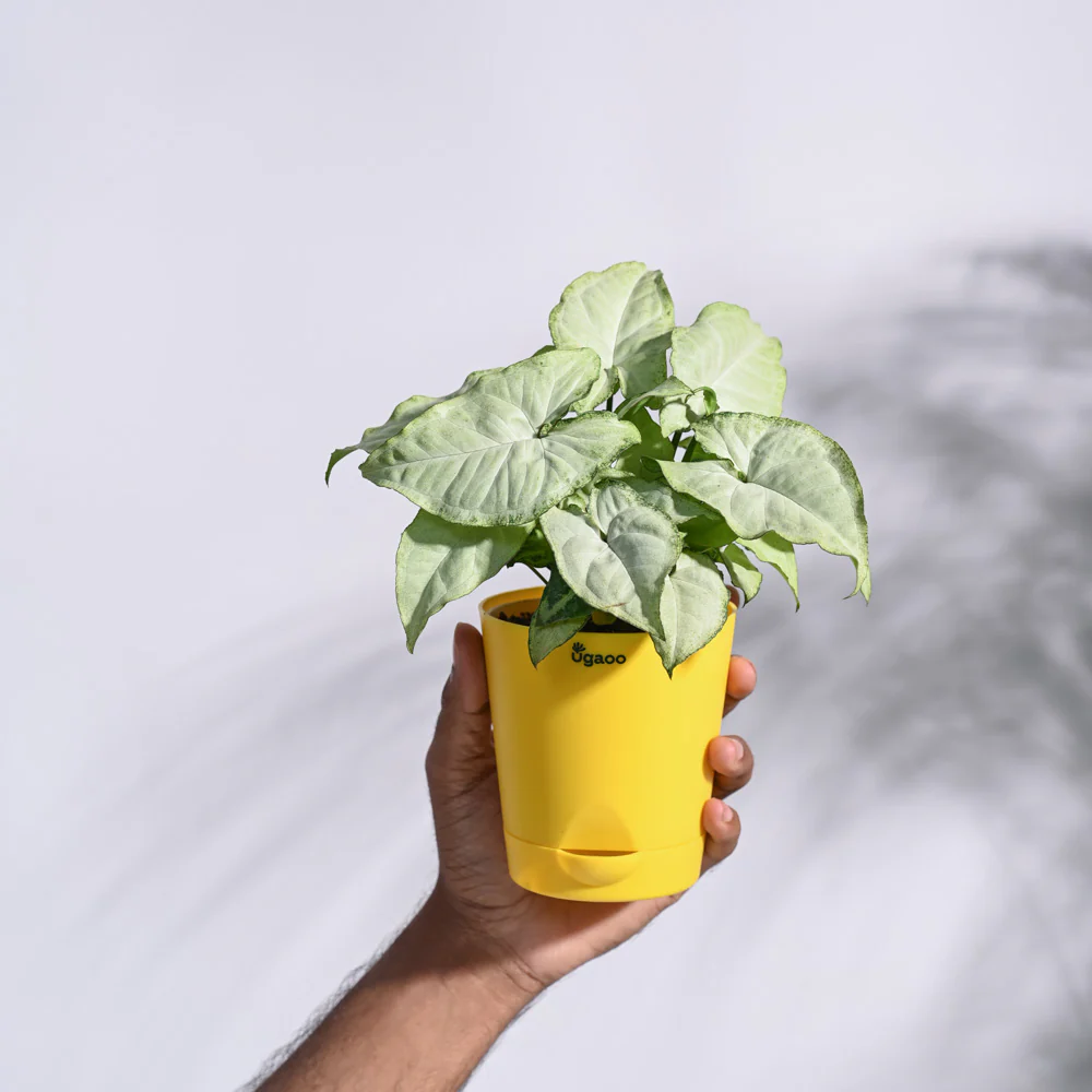 Product image 72